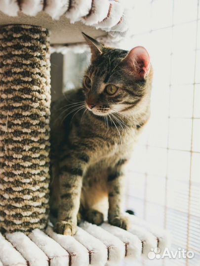 Спасите ласковую кошечку из приюта