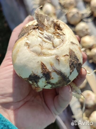 Фритиллярия 