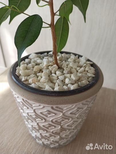 Фикус бенджамина