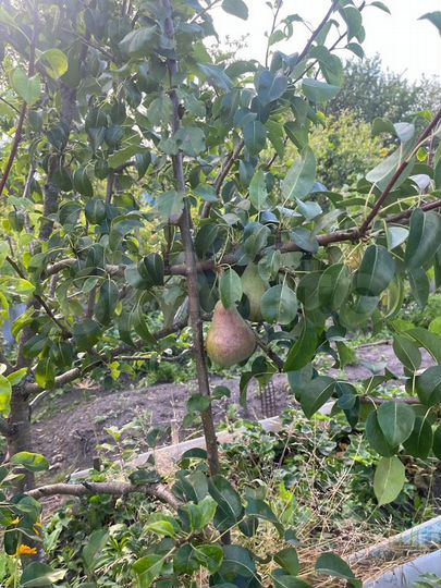 Дача 20 м² на участке 6 сот.