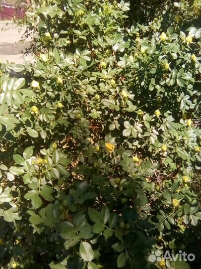 Кустовые ярко-жёлтые розы /саженцы