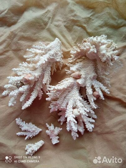 Морские кораллы