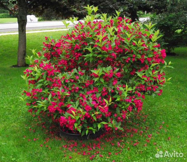 Вейгела красный цвет