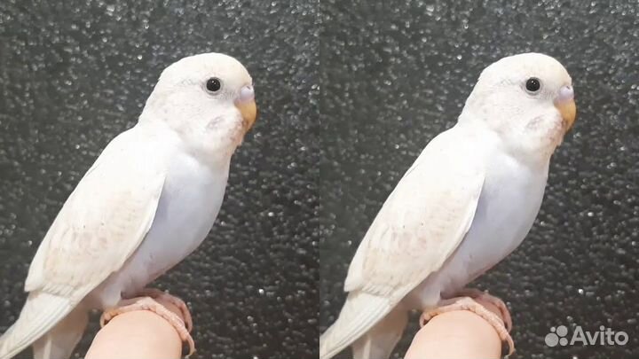 Волнистые птенцы 35дней в центре