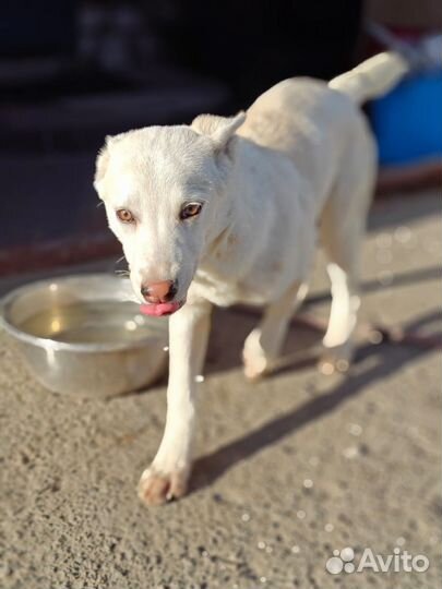 Помогите Умке найти дом и семью