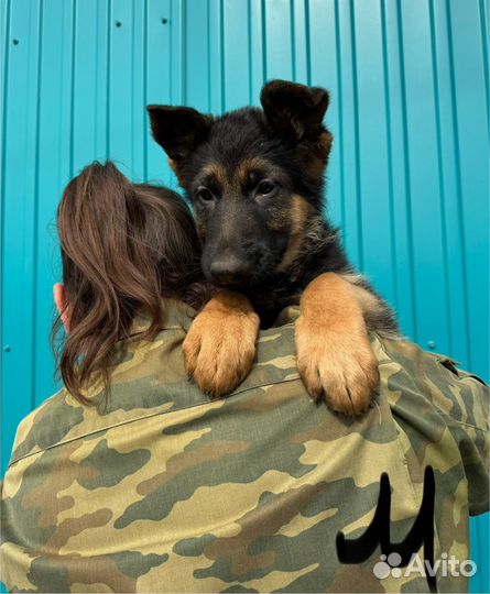 Щенки немецкой овчарки