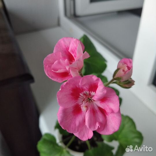 Пеларгония