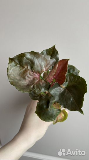 Сингониумы сортовые