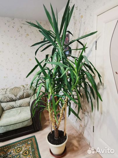 Комнатные цветы юкка
