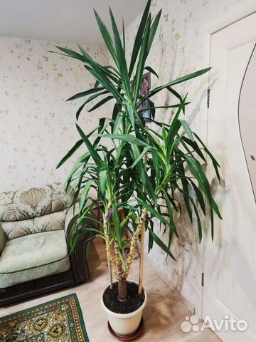 Комнатные цветы юкка