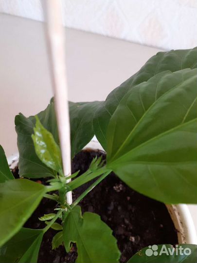 Комнатные цветы