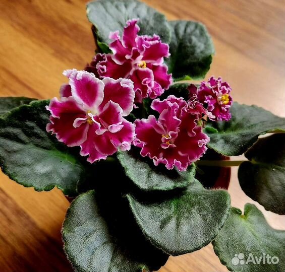 Сортовые фиалки