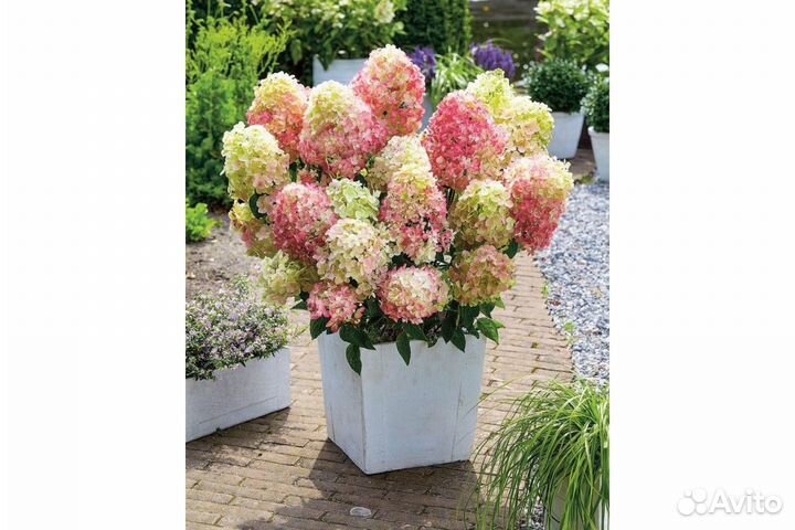 Гортензия бобо