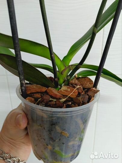 Орхидея фаленопсис биг лип Гэлакси