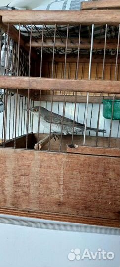 Птицы певчие лесные