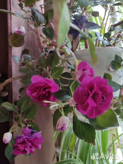 Бальзамин Уоллера махровый