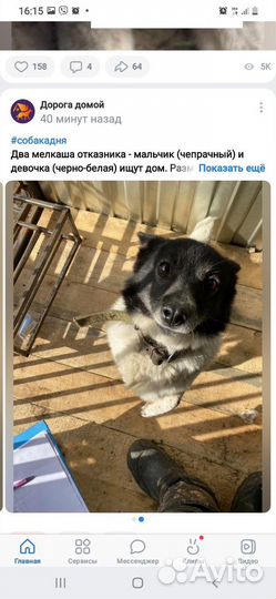 Собачки ищут дом