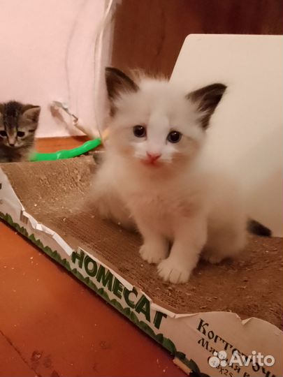 Невская маскарадная