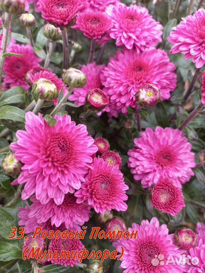 Хризантема мультифлора