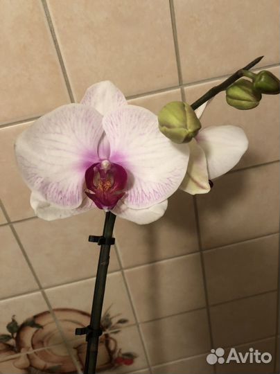 Орхидея