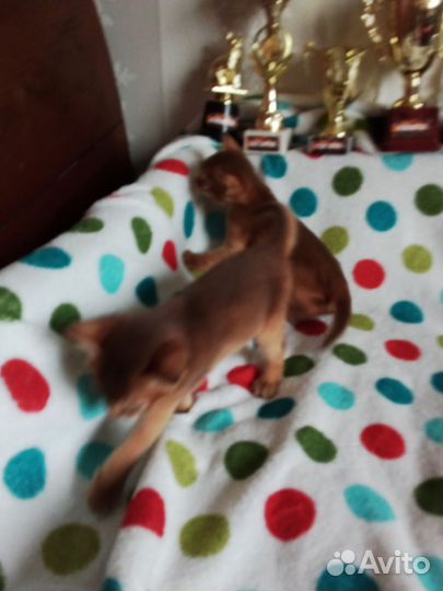 Абиссинская