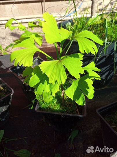 Гинкго билоба двухлопастный саженцы