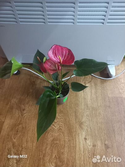 Антуриум сортовые 20 видов