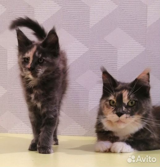 Котята мейн-кун