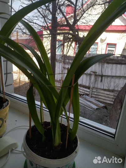 Комнатные цветы