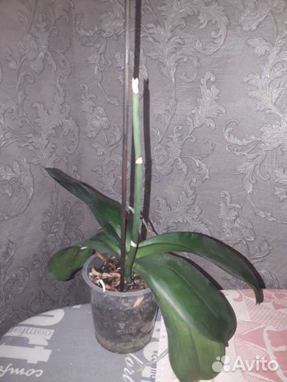 Орхидея фаленопсис