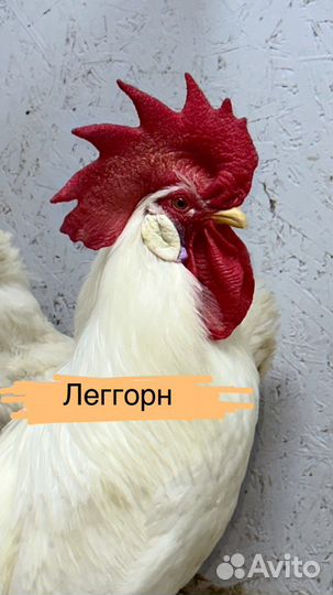 Инкубационное яйцо Билефельдер,Леггорн