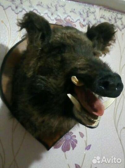 Чучело головы кабана