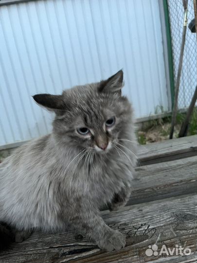 Кошка в добрые руки