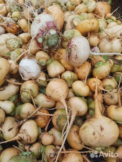 Репа, редька черная,зелёная