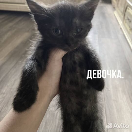 Котята в добрые руки, бесплатно