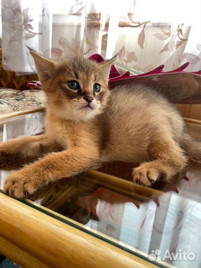 Котенок чаузи ф1