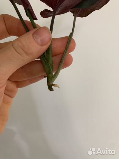 Сингониум эритрофиллум