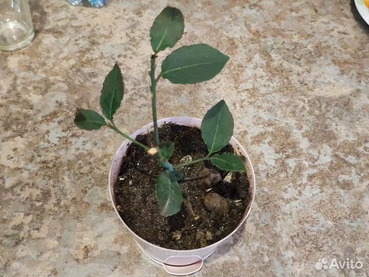 Лавровый лист