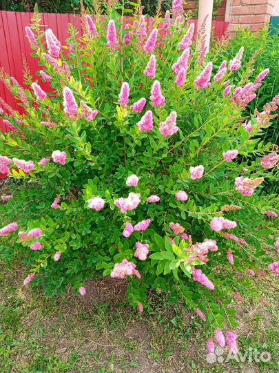 Спирея иволистная