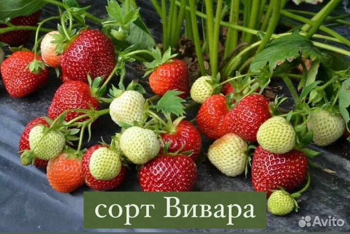 Рассада клубники зкс