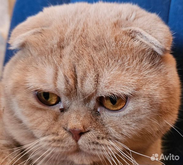 Кот на вязку