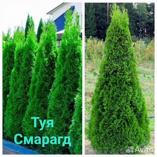 Туя Смарагд