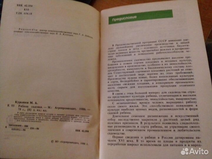 Курьянов М.А.Рябина садовая