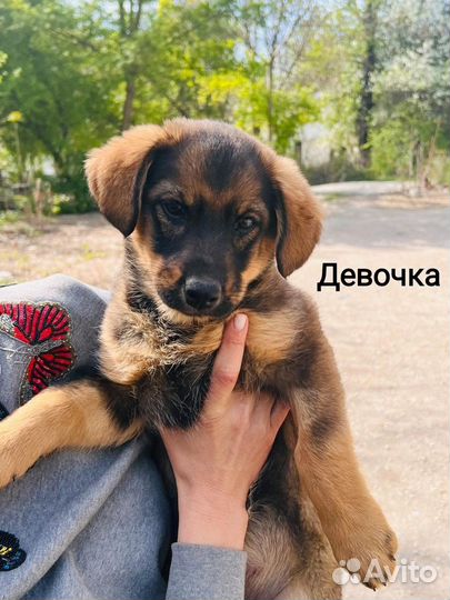 Щенок в добрые руки