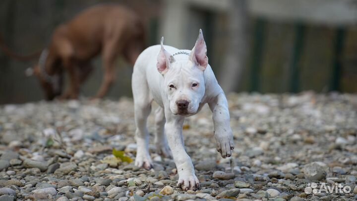 Щенок питбуля