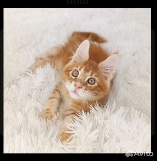 Котенок рыжий Мей Кун Мейн кун