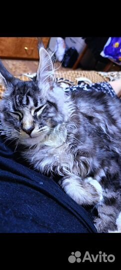 Кошка мейкун