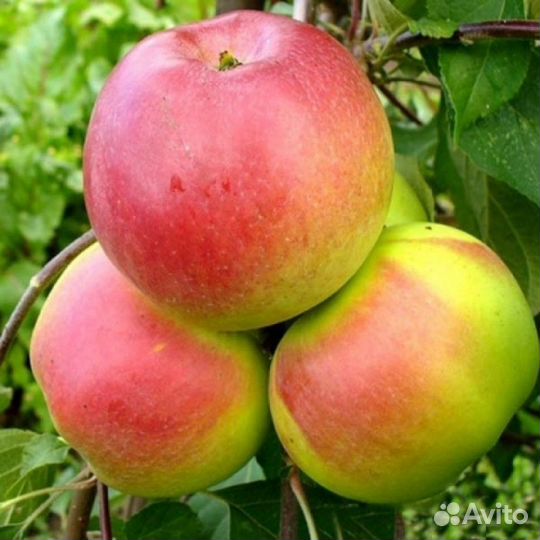 Яблоня Осеннее низкорослое 2х летняя