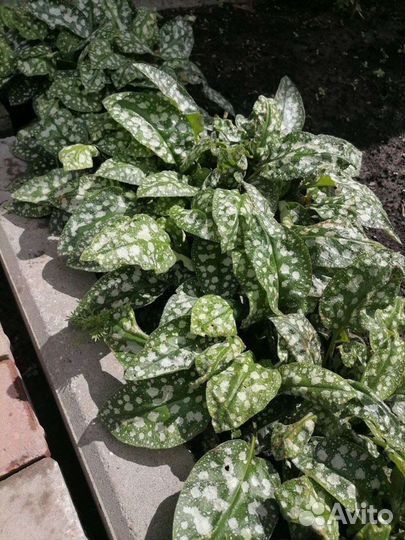 Многолетние садовые цветы