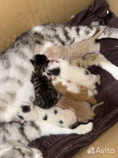 Котята бесплатно